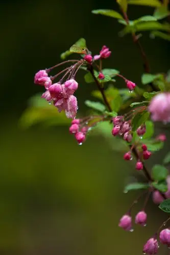 海棠带雨 - 花影若梦 - 图虫网 - 优质摄影师交流社区