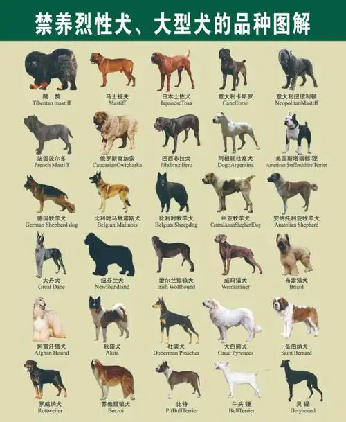 这30种烈性犬 喜爱就行,养就别养了 大型犬