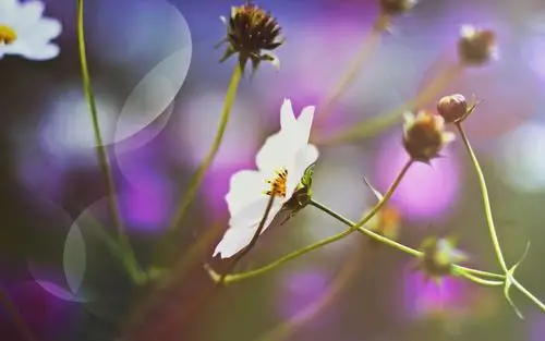 花朵,微距,小花,唯美,静谧,花朵壁纸图片