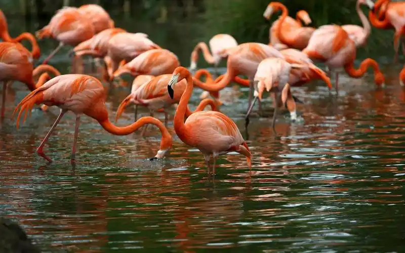 精选火烈鸟动物电脑壁纸图片