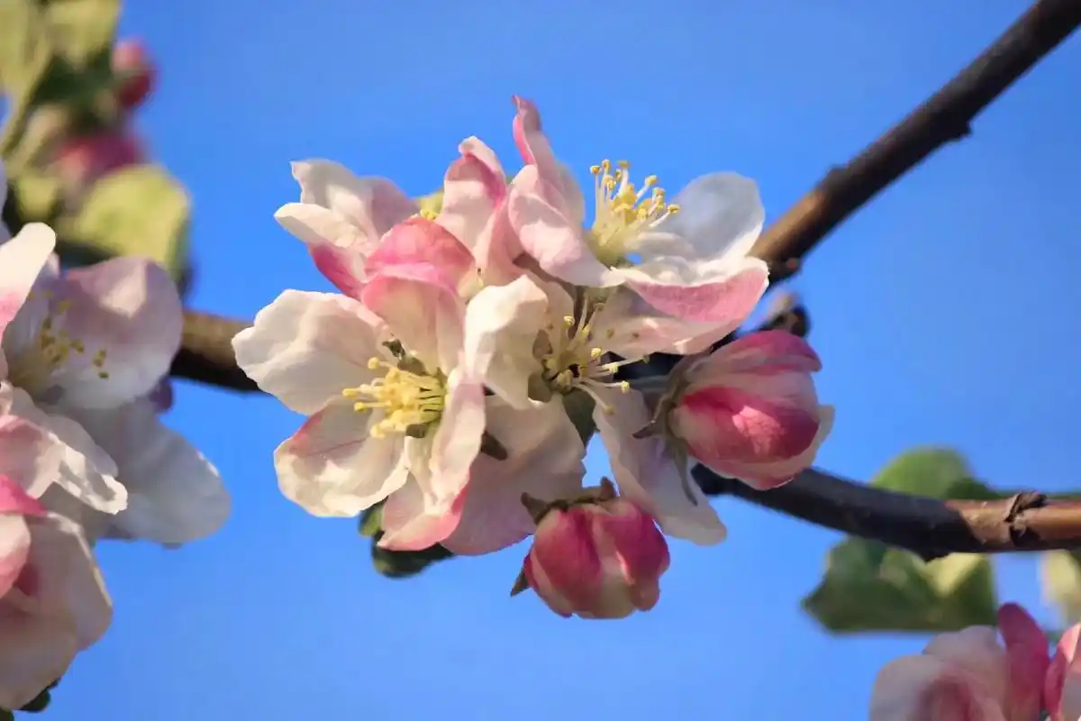 乡村田园景色图片 家乡美,水美,花美,人更美.这里是金山下 - 抖音