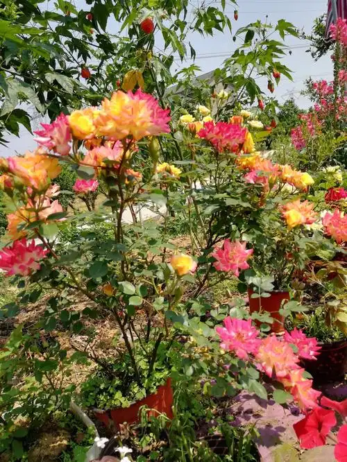 会变色的五彩月季微月