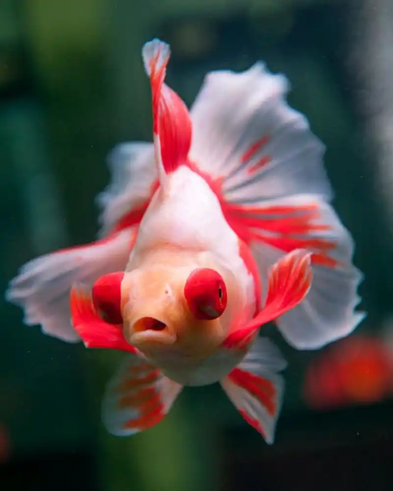 中国名贵金鱼之一"十二红金鱼"