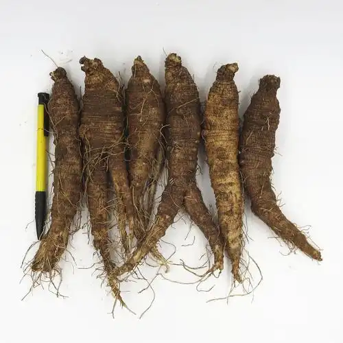 沙参500g新鲜带土北沙东北长白山野生轮叶党参北沙参