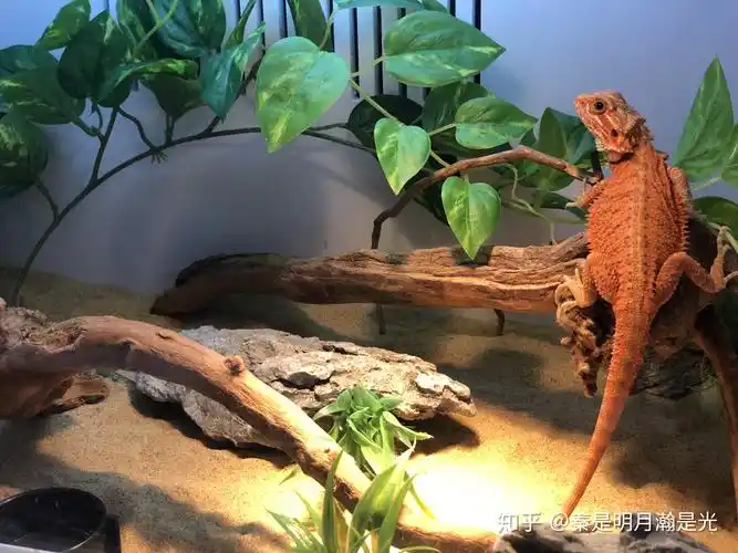 鬃狮蜥散养经历浅谈