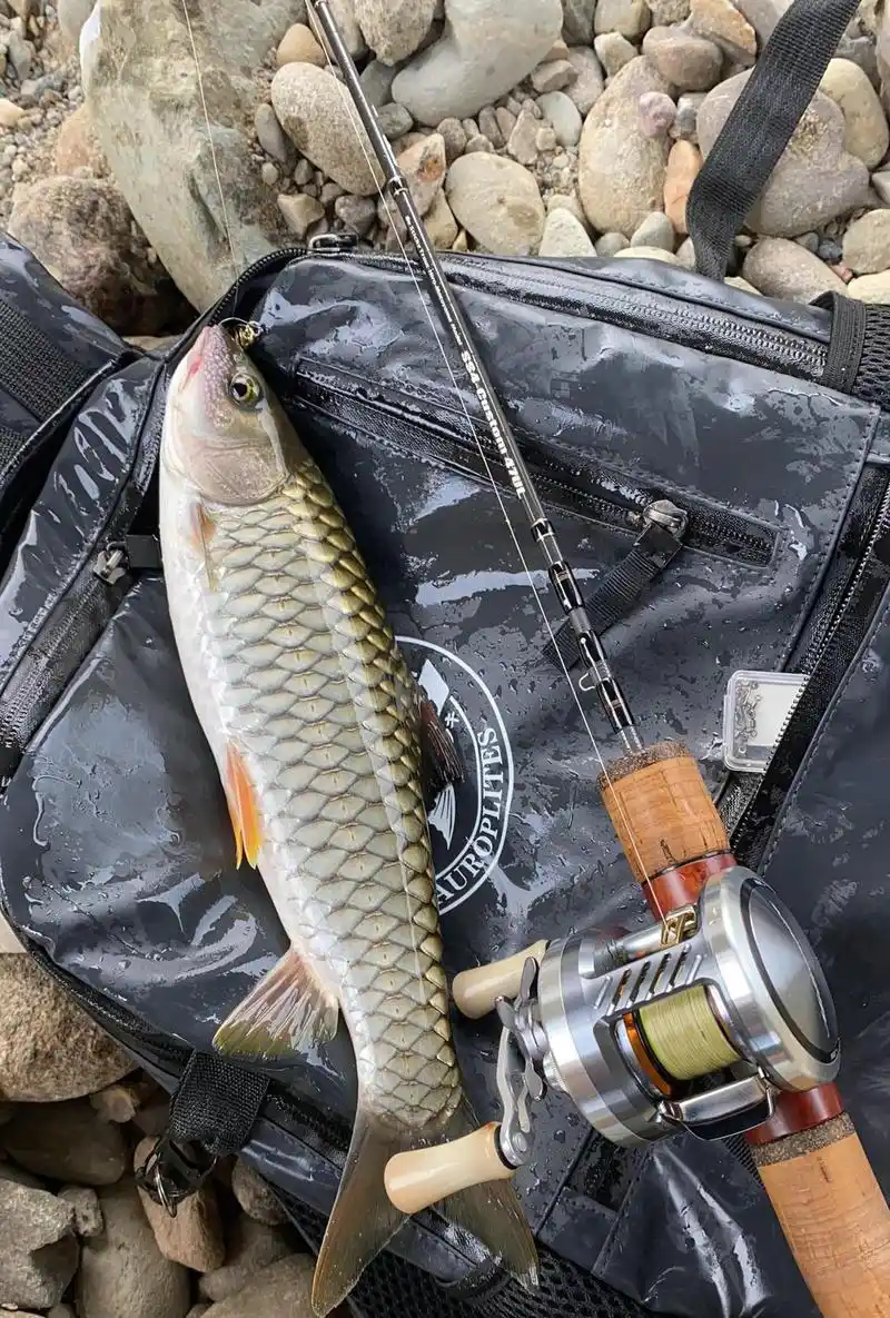 150一斤的鱼直接放生?广东钓友钓了十几条军鱼全部放生