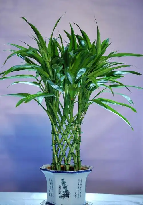 客厅养上4种竹富贵平安秀气长存