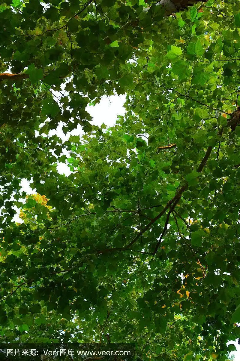 充满森林树冠的多叶的梧桐枝干