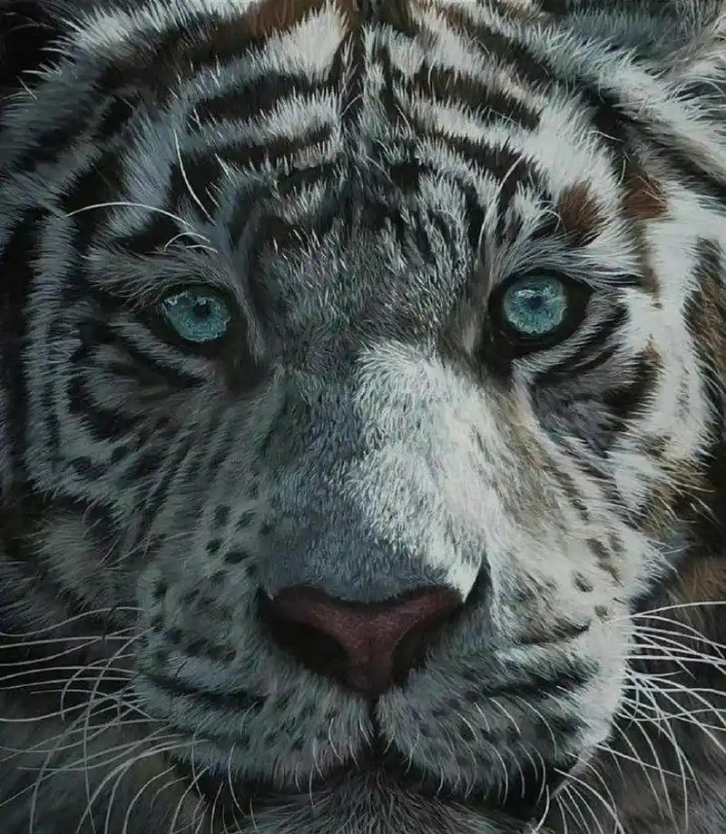 网友:每天和猛兽对视二分钟,猛兽的眼睛可以让你的眼神不再猥琐,雄心