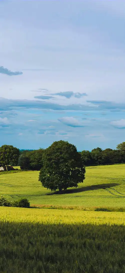 壁纸 草原 成片种植 风景 植物 种植基地 桌面 690_1497 竖版 竖屏