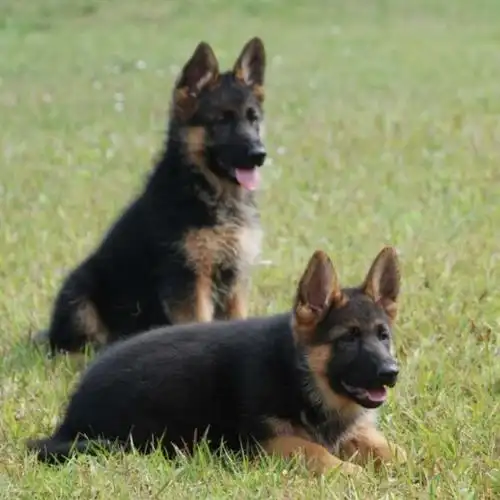 纯种德国牧羊犬.幼犬活体.赛系德牧犬.锤系德牧犬.