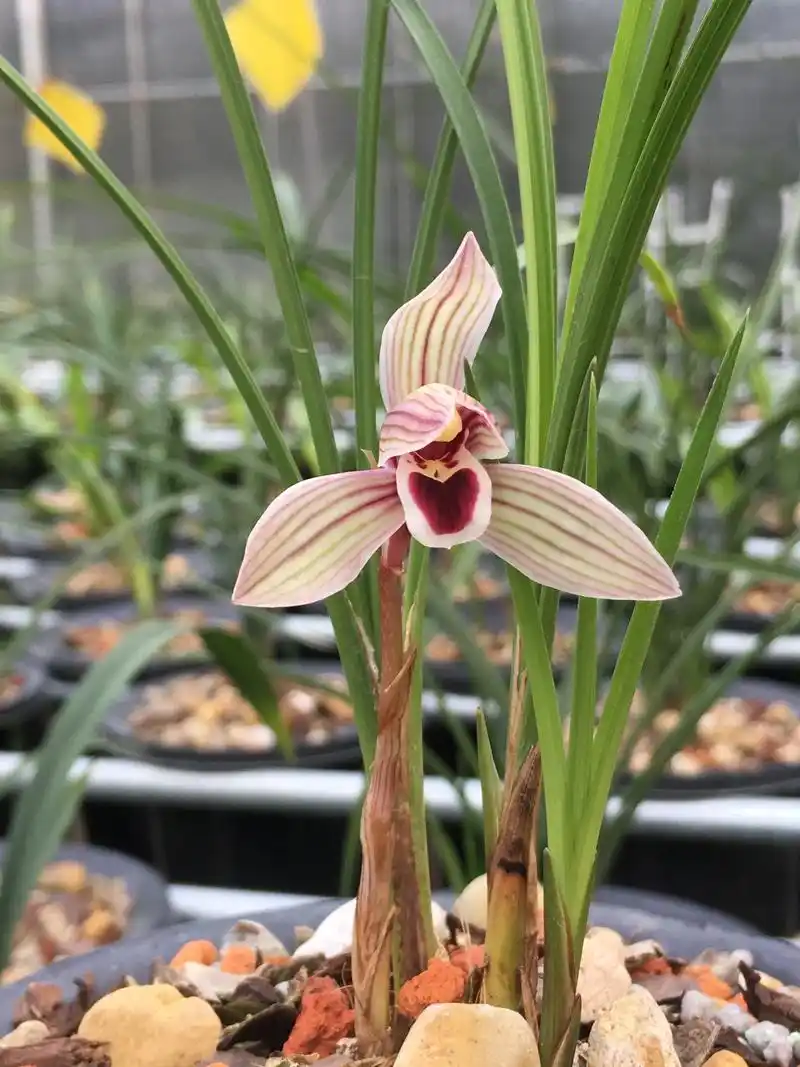 莲瓣兰红舌代表名品"心心相印",心形红舌,极具特色,光彩夺目