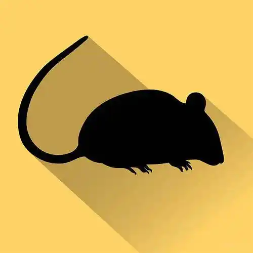 黑色_动物_象征_黄色背景_矢量_插画_老鼠_剪影_高清图片_全景视觉