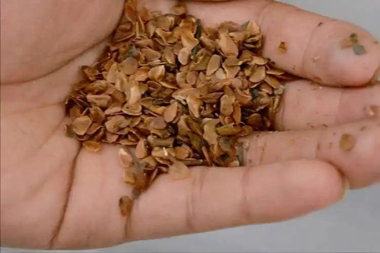 香椿种子是一种中药材,中药名叫做香棂子,每年都会有药材公司和药材