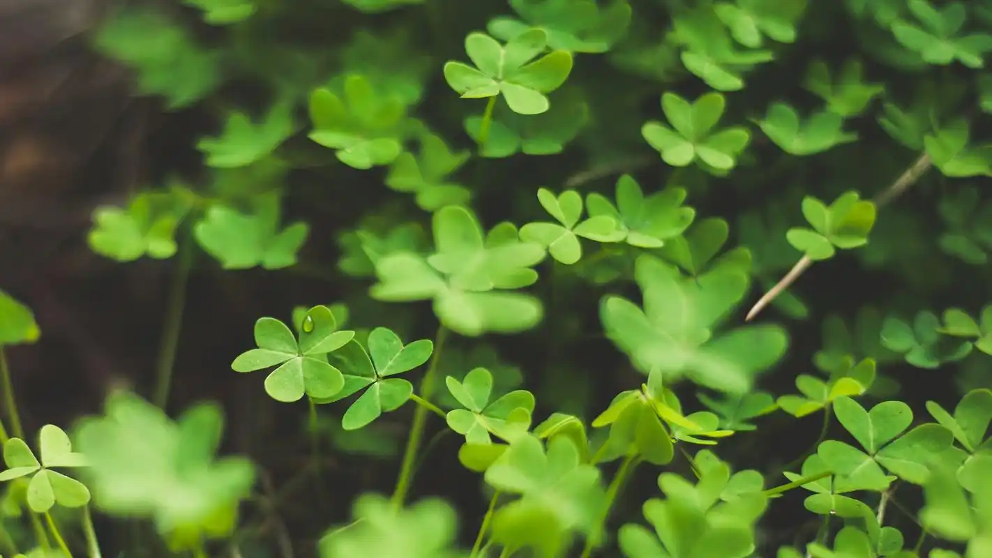 小清新绿色护眼植物高清图片桌面壁纸