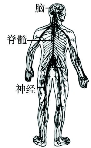 神经系统的组成