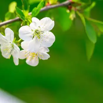 绿色简约桃花背景图