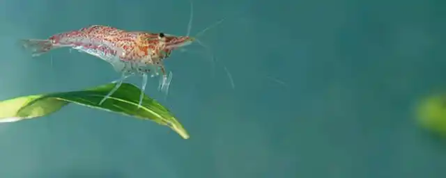 樱花虾爆缸的经验是什么?