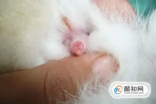 兔子怎么看公母优质