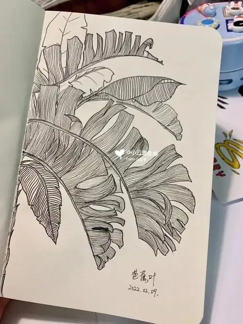 针管笔学习打卡79芭蕉叶