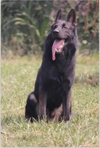 主题:ddr终身繁育种公-艾力克(斯巴鲁儿子)