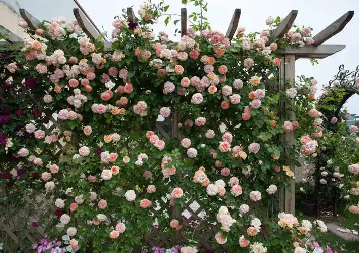 13欧洲藤蔓月季怎么养小技巧「专业回答」 -骁龙网