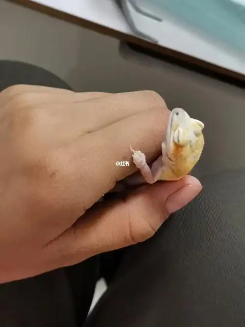 守宫到家后第一次蜕皮_蜕皮_豹纹_端午_豹纹守宫_宠物_宠物其他