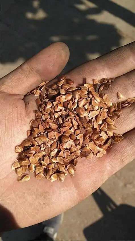 香椿种子,香椿树上结的香铃子和香椿籽有什么用处(香椿种子泡水喝有