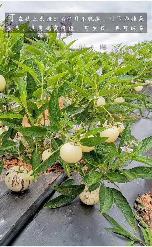 寿禾 人参果苗树苗盆栽南方果树种子大圆果人形娃娃模具云南水果苗子