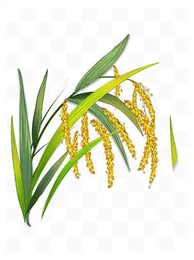 i>一 /i> i>颗 /i>水稻插图装饰