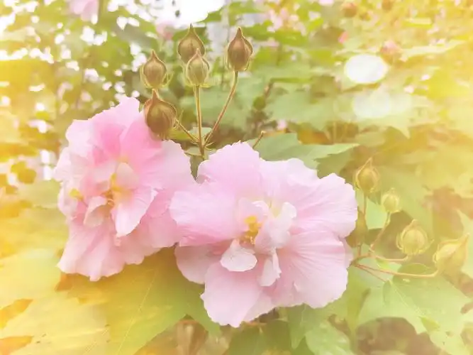 《芙蓉花开了》