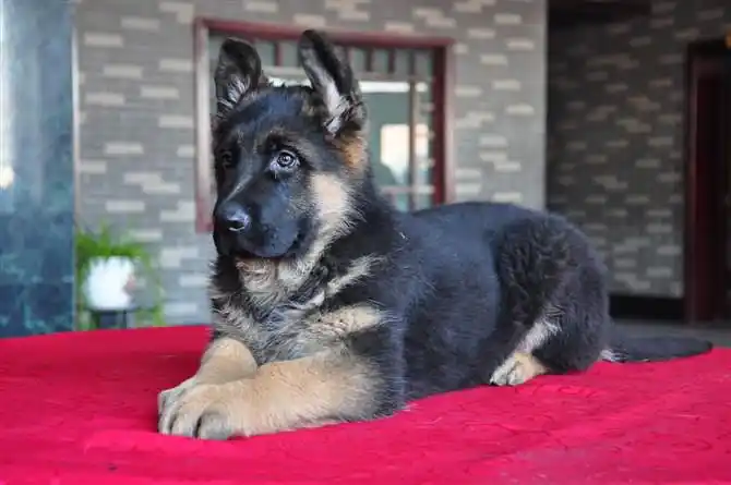 家养了一窝弓背小狼狗转让-我要出售-宠物送养区-杭州19楼