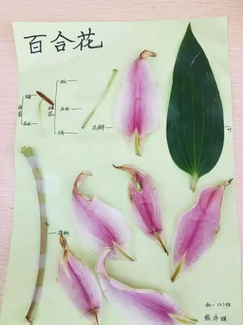 南昌民67德学校:花的结构标本制作_生物学科