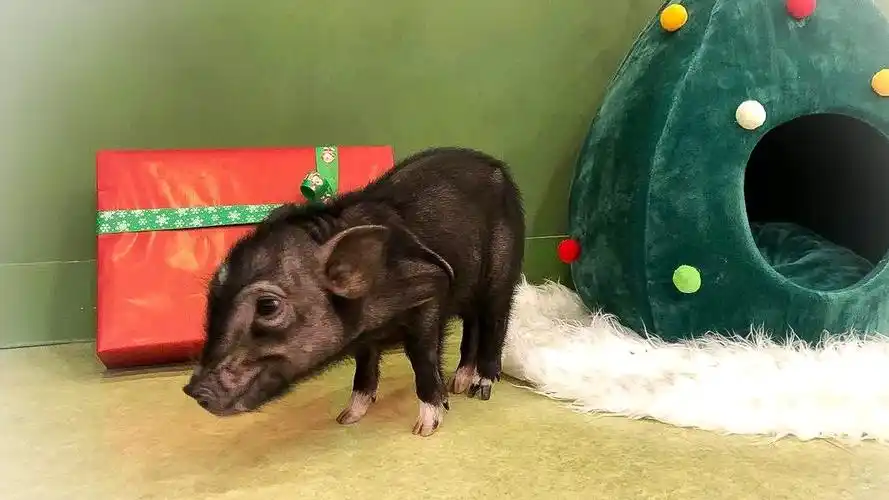 日本人的新宠"迷你猪"