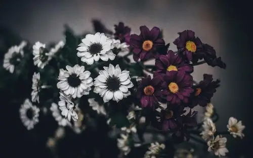 白紫色花,花束 壁纸 - 2880x1800