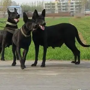 中华黑狼犬幼卫体m活大型军犬幼崽墨界护犬巨型纯黑色狼狗出售