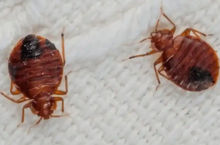 吸血虫(臭虫)的虫卵很小,它们并不总是藏在显眼的地方.