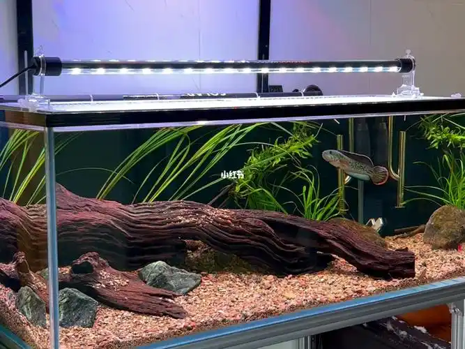 鱼  #鱼缸  #我家鱼缸里的大自然  #那些开缸才懂的事  #雷龙