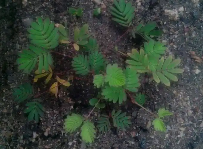 桑叶有几种形状