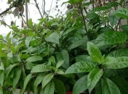 金鸡毛草,该草药又名神奇救命草,也叫明月草,金鸡毛菜.