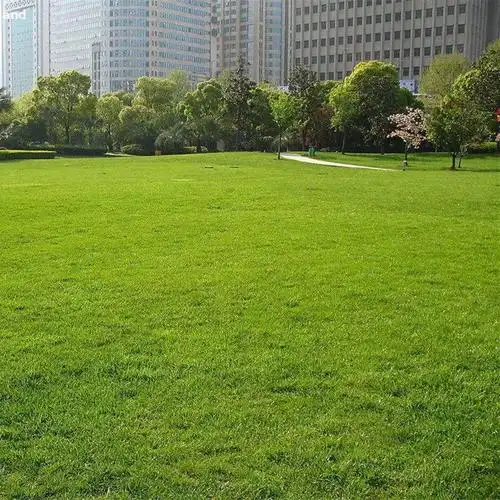 绿色塑料人造草坪 山东聚乙烯人造草皮网 绿色操场用假草皮现货供应