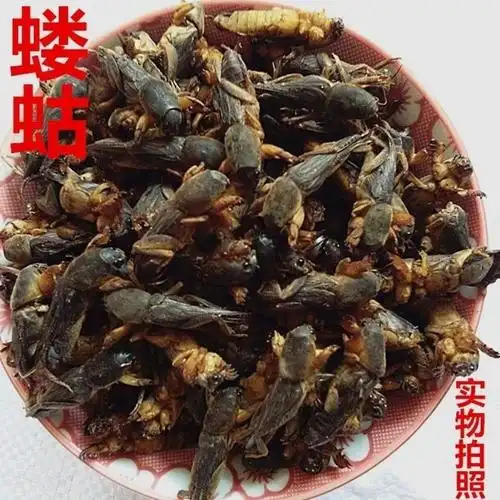 新货干蝼蛄 土狗地狗蝲蝲蛄 蝼蛄干店内另有皇虫五谷虫包邮真货好