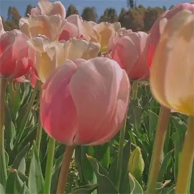 精致生活证明的小清新个性头像 能当朋友圈背景图的高清微信头像_个性