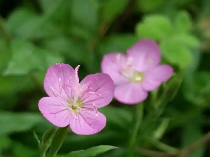 这些不知名的粉色小花好美