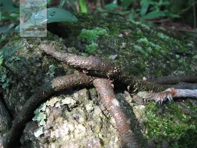 白毛蛇祛风除,湿用于风湿性关节炎,腰腿痛,腰肌劳损