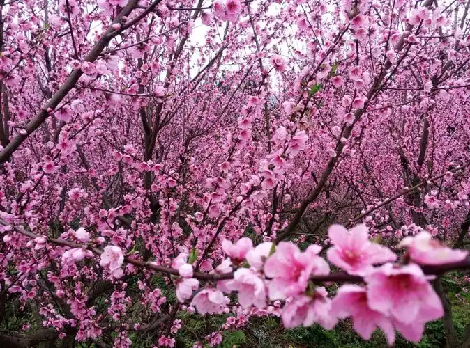 十里桃花