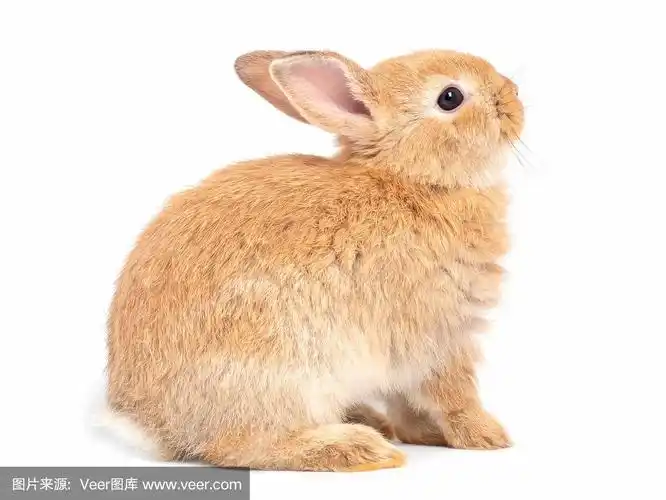 红棕色可爱的兔子坐着,脸向上孤立在白色的背景上.