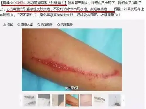 8cm,类似飞蚂蚁,分布于世界各地,常栖息于草木或石下,昼伏夜出,喜欢在