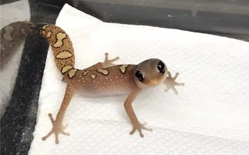 珠宝守宫bb喂食day