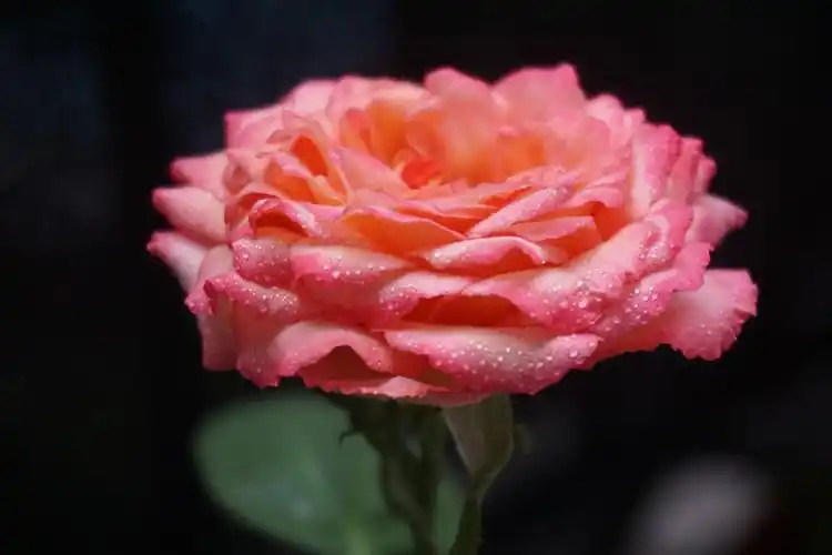 清晨沾满露珠的花